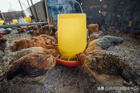 小鸡成长记（一）一只“扶贫鸡”的自述图片
