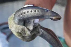 英国又一泛滥物种：存在两亿多年的史前生物，肉质鲜美却无人敢吃图片