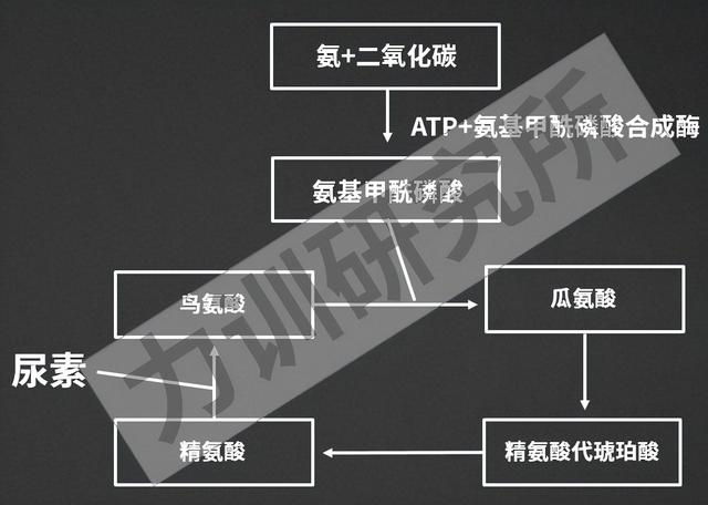 不健身直接吃蛋白粉会怎么样？