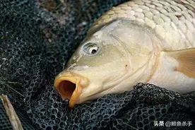 野钓鲤鱼“土方子”:3种谷物粉混合后，却是鲤鱼爱吃的钓饵图片