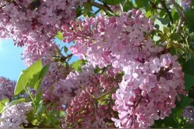 2020黑龙江700分金榜，有你们学校吗？图片