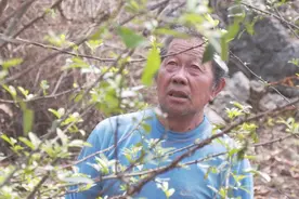 蔓耗这个会手艺的老爷爷，靠做手工甄子脱贫致富！图片