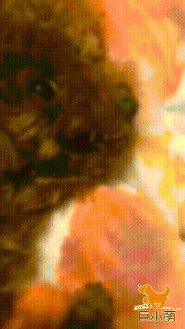 贵宾犬是最适合在城市饲养的狗，但它同样会咬人，不可掉以轻心