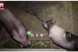 “扶贫猪”变名副其实“致富猪”，敲开致富门带村民过上好日子视频封面