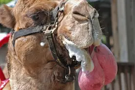 吃仙人掌刺，拉浓缩尿，唯一坐姿交配的有蹄类，骆驼为何这么强？图片