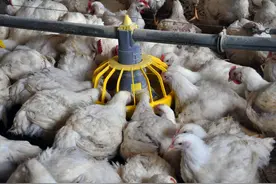 去年15元一斤卖不完，今年5块一斤卖不掉，为何肉鸡价格会这样？图片