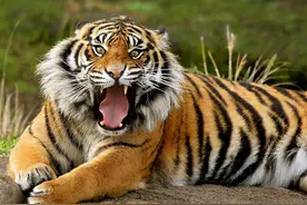 野生老虎打得过熊猫吗？单挑谁更厉害？图片
