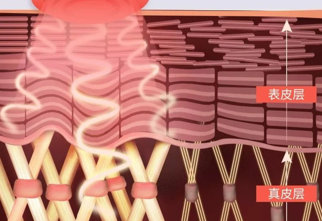 女人脸上胶原蛋白流失怎么补 2026年女人脸上的胶原蛋白流失靠什么补最