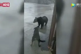 小身体里藏着大勇气，忠犬阻拦狗熊入室图片