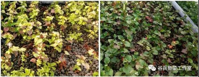 鱼菜共生植物缺素新认知 汇总