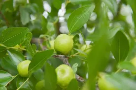 枣树幼果期，防病很重要！有哪些？重点关注枣锈、缩果与轮纹图片