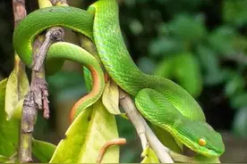 不幸被毒蛇咬伤该怎么办？医生一文告诉你如何自救图片