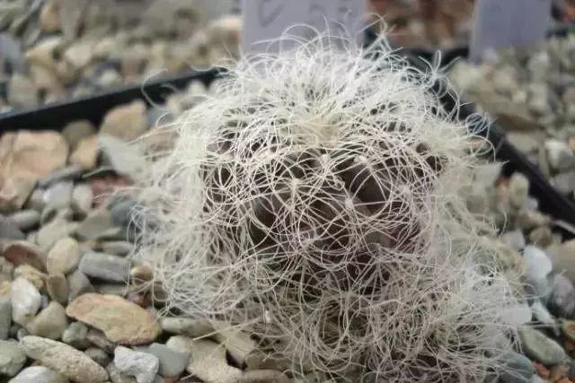 像一片蜘蛛爬在球体上,密集恐惧症可不要入