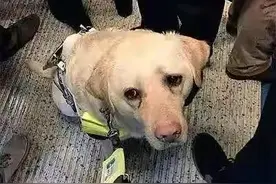 导盲犬留给盲人最后的善良，又是谁在摧毁它：到底是谁的眼睛瞎了图片