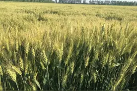 买种子时注意这三点，就能买到抗倒又高产的小麦种子图片