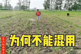 玉米除草时不建议加杀虫剂，为何还有人混合使用？真省人工？图片