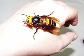 30分钟可屠尽3万只蜜蜂的大黄蜂，如何被蜜蜂用物理学奇招反制？图片