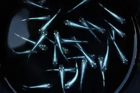 比斑马鱼更好饲养，不必加温无需供氧，为什么这种小鱼不受欢迎？图片