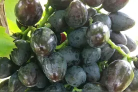 摘叶能不能促进着色？具体怎么摘？图片