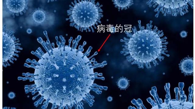 疑问：新冠肺炎病毒靠什么感染细胞？