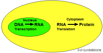 迟到的第一杯奶茶，在秋意正浓时你品尝到了吗？