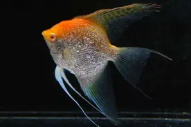 普通燕鱼入缸后就成群暴毙，这种观赏鱼，为什么如此难养？图片