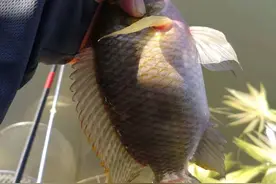 线组大小到底该如何取舍？用得好可以大小兼顾！但不能通杀图片