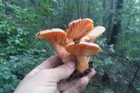 农村常吃的10种野菜，你都吃过哪几种？还记得味道吗？满满的回忆图片