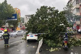 天津这棵大树被连根拔起，2行人1车被砸图片
