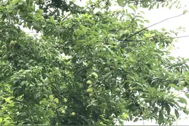 5月的李子有点酸，不过这个品种的李子这个时期特别甜图片