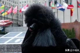 安阳“狗咬人”事件终于迎来了缓和图片