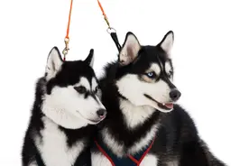 为何狗狗交配随处可见，却很少见猫交配，而人类又有何不同呢？图片