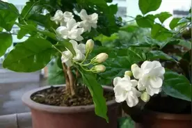 新手扦插茉莉花，教你几个“小窍门”，插一棵活一棵，特简单图片