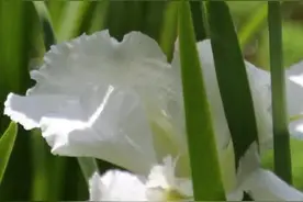 遇到西华公园的鸢尾花不陌生，还能头头是道！图片