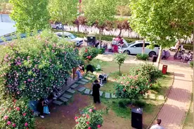 汝州月季八卦阵，鲜花盛开迎“五一”图片