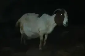 羊，有灵性的动物之一图片