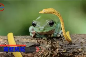 自然界最惊人的逆袭，蛙吃蛇、鸟吃蛇、螳螂捕鸟，你见过几种？图片