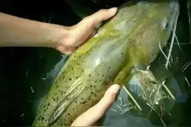 挣扎的芝麻剑：升级为二级保护鱼类，却躲不过水下蛙人的捕杀图片
