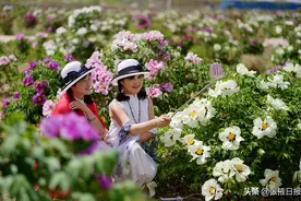 甘肃张掖：千亩牡丹花争艳 浪漫花海“醉”游人图片