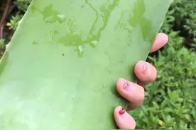 “活着的芦荟护肤品”，你来云南元江看一次芦荟海就够了图片