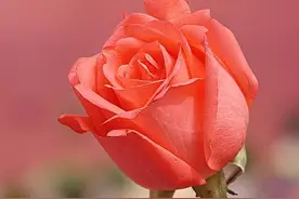 【花中皇后】月季的扦插育苗繁殖与养护管理图片