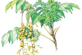 今天说说漆树图片