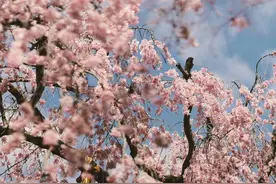 日本   法金刚寺 「樱花季」图片