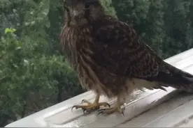 狂风暴雨时候，野外的鸟类是怎么过的？鸟儿：我是谁我在哪图片