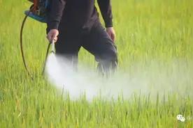 智库调研｜我国农药行业存在的主要问题及相关政策建议图片