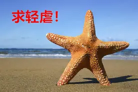 码头上有人吃起自助海星餐！“派大星”别猖狂，治你的办法要来了图片