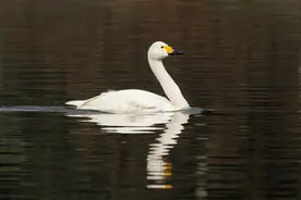 你好，小天鹅！Hi，鹿溪河图片