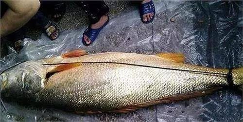 鱼鳞和鱼胶哪个抗衰老好
