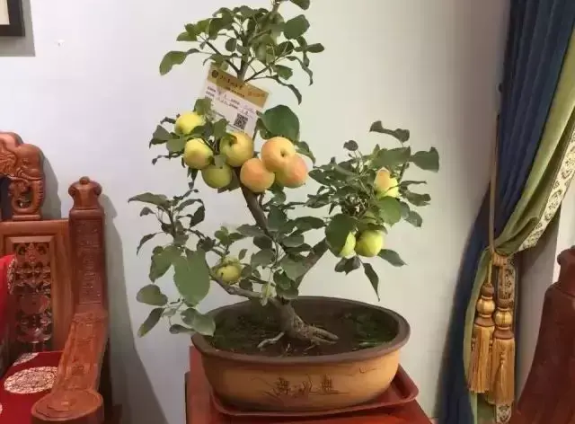 友展