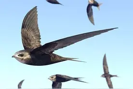 空中连续飞行十个月，累了就边飞边睡，雨燕为何如此强悍？图片